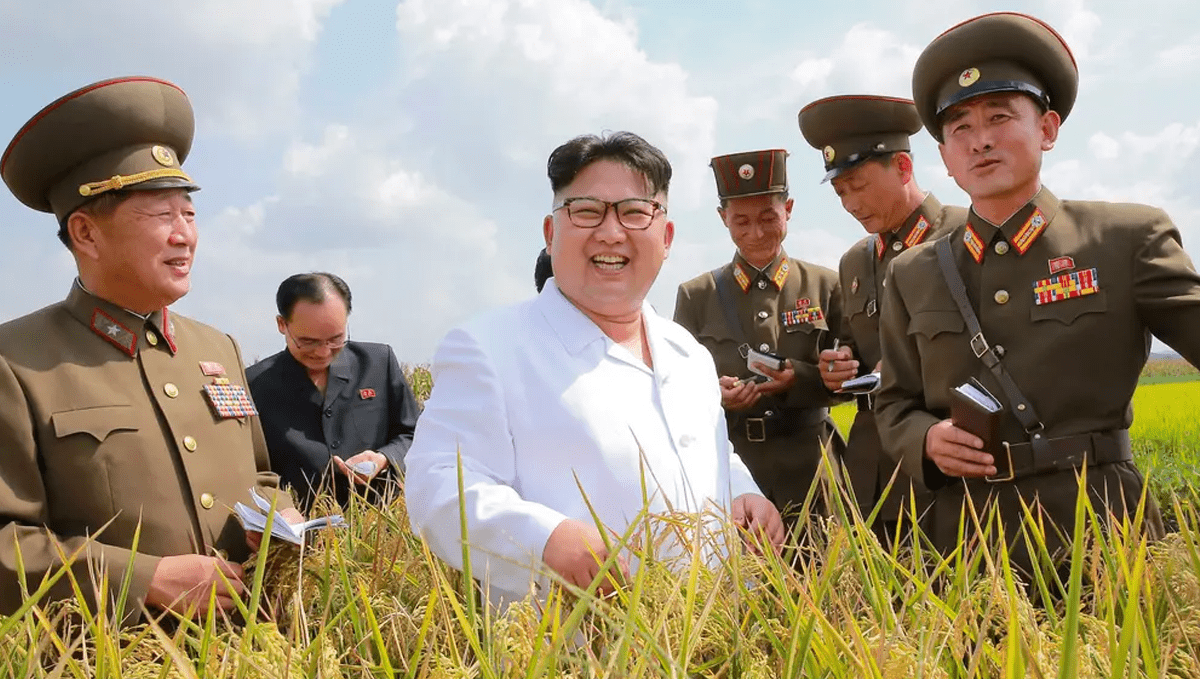 Weed in north korea: history and politics
