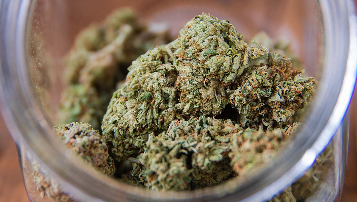 Purple Punch Auto Cannabis Strain Week-by-Week Guide: post-harvest routinesPurple Punch Auto Cannabis Strain Week-by-Week Guide: post-harvest routines