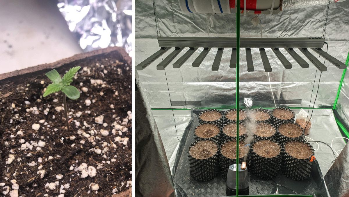 Gorilla Cookies FF cannabis strain: germination and seedling stage | a seedling in a jiffy pot and a spacious tent with 12 airpots and a humidifier