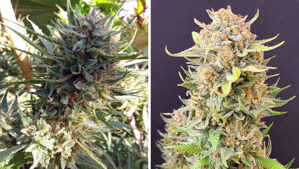 Tropicana Cookies FF cannabis strain: ripening and harvest | weeks 12 | a comparison of outdoor- and indoor-grown buds Tropicana Cookies FF cannabis strain: ripening and harvest | weeks 12 | a comparison of outdoor- and indoor-grown buds