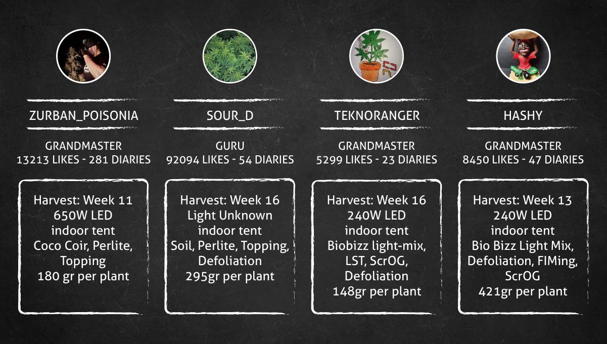 Tropicana Cookies FF cannabis strain: outcome Tropicana Cookies FF cannabis strain: outcome