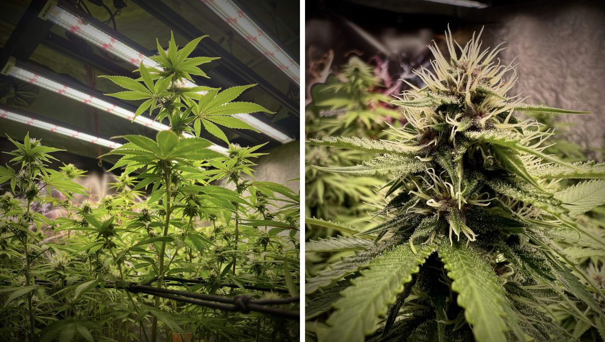 Purple Lemonade FF cannabis strain: early flower | weeks 8-9 | stretchy branches starting to fill out with bud Purple Lemonade FF cannabis strain: early flower | weeks 8-9 | stretchy branches starting to fill out with bud