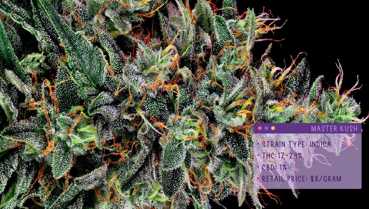 Best Weed Strains for Anxiety: Master Kush Best Weed Strains for Anxiety: Master Kush