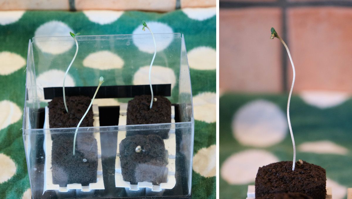 Orange Sherbet FF cannabis strain: germination and seedling stage | week 1 | extremely stretchy sprouts in jiffy plugs