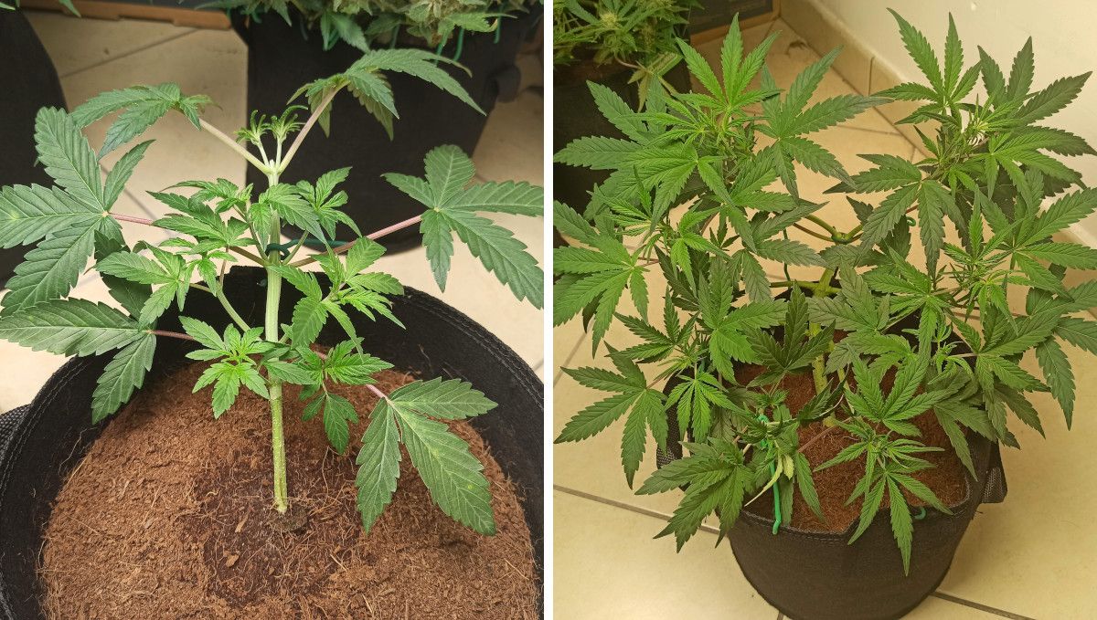 Big Bud Auto Cannabis Strain Week-by-Week Guide: The tie-down method started on a 4-week-old plant and the same plant, bushy and wide, after another week