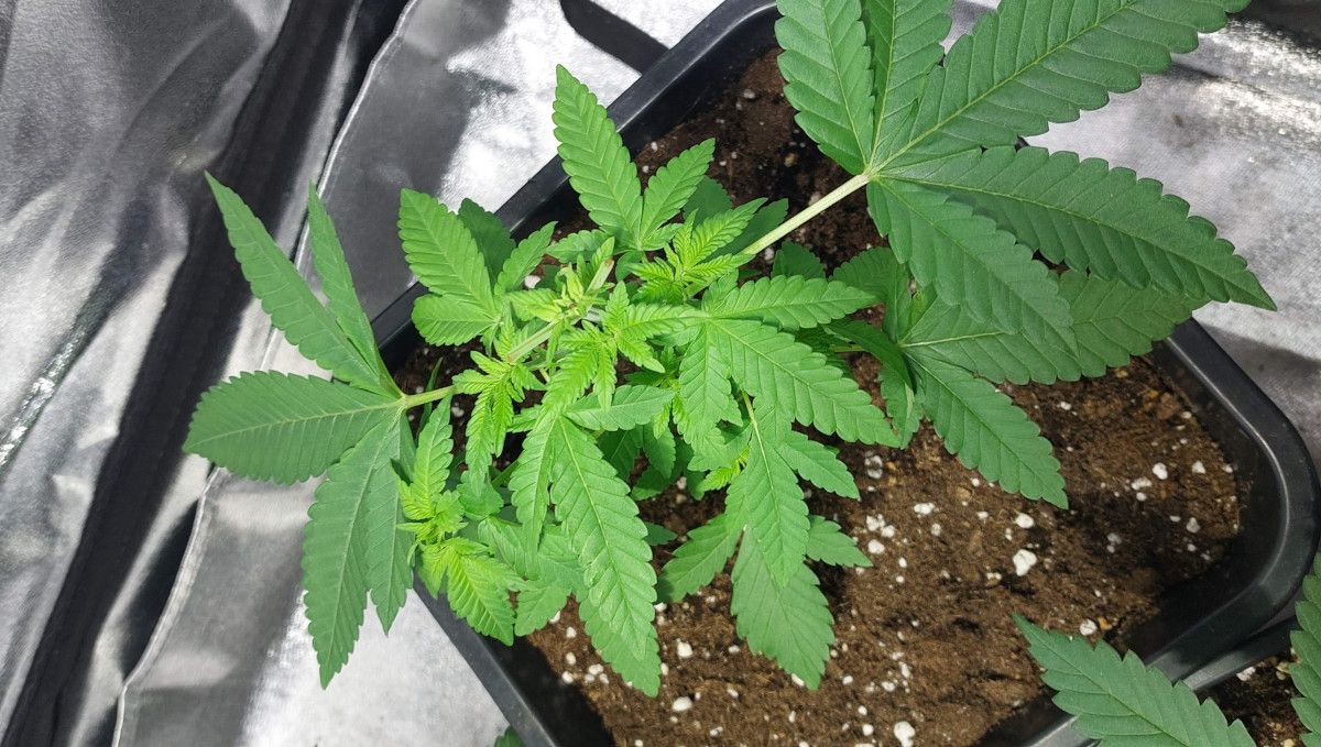 Wedding Cheesecake FF cannabis strain: mid veg | weeks 3-6 | the top and some bigger fan leaves removed