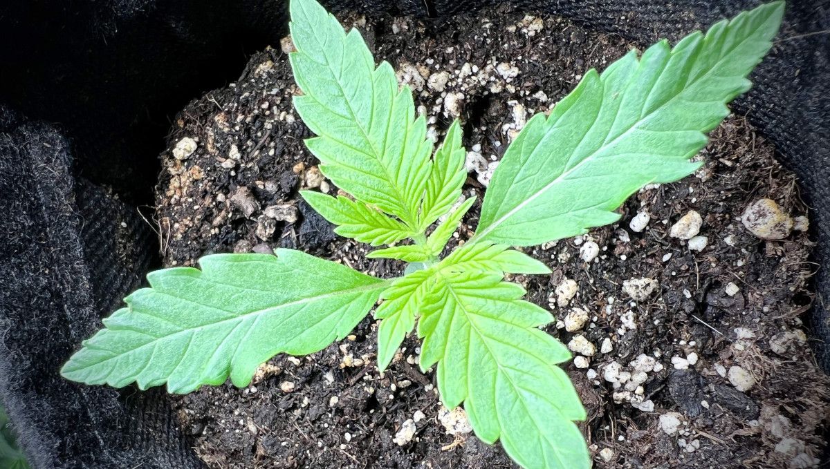 Purple Lemonade FF cannabis strain: early veg | week 2 | day 9 Purple Lemonade FF cannabis strain: early veg | week 2 | day 9