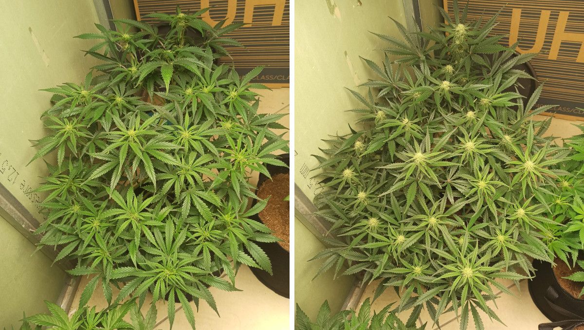 Forbidden Runtz Auto Cannabis Strain Week-by-Week Guide: A large and wide marijuana bush starting to flower in week 8 and stacking up in week 9 Forbidden Runtz Auto Cannabis Strain Week-by-Week Guide: A large and wide marijuana bush starting to flower in week 8 and stacking up in week 9
