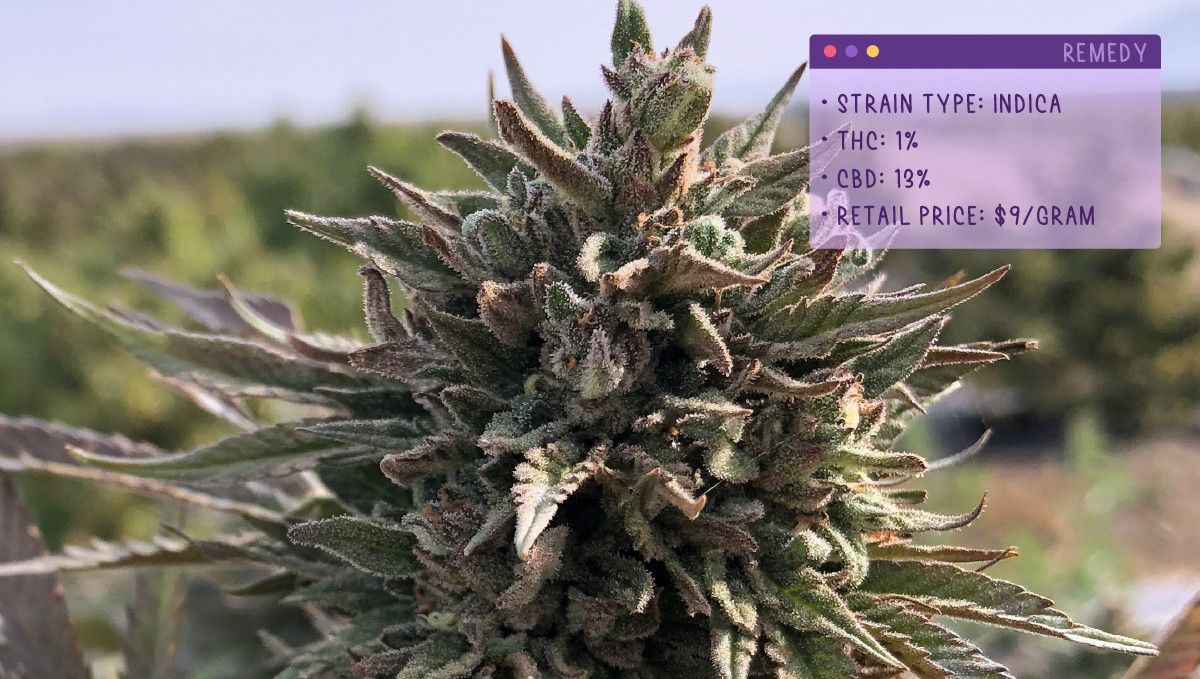 Best Weed Strains for Anxiety: Remedy Best Weed Strains for Anxiety: Remedy