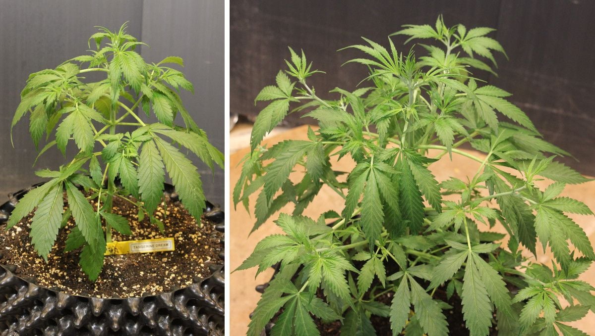 Tangerine Dream Auto cannabis strain: mid veg | weeks 3-4 | a bushy weed plant with slightly clawing leaves