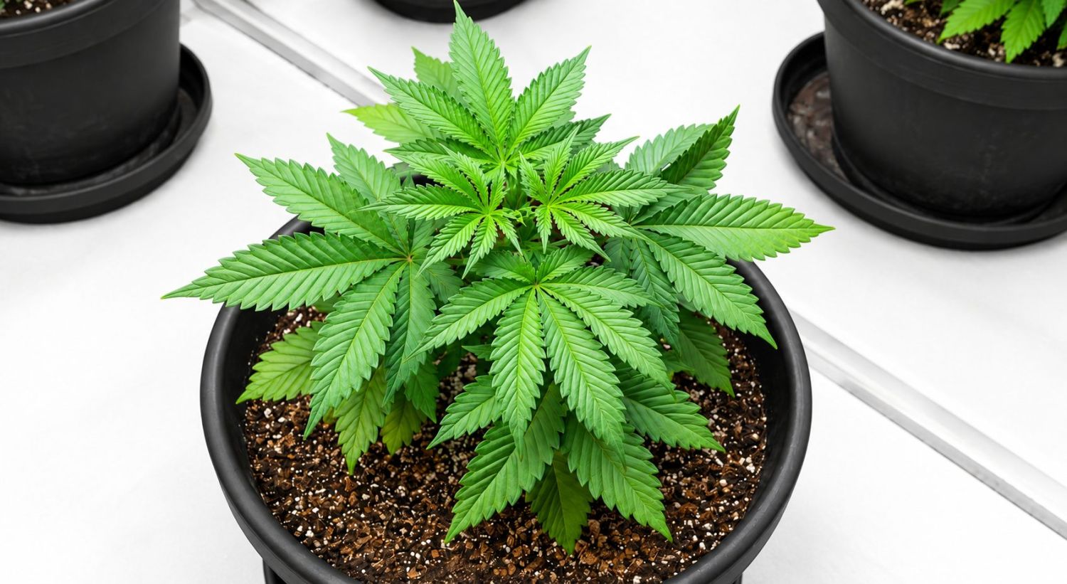 Den vegetative fase: Uge 1-5 Den vegetative fase: Uge 1-5