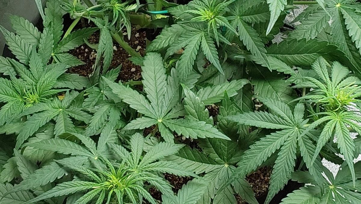 Blue Dream Auto cannabis strain: transition (pre-flower) | week 5 Blue Dream Auto cannabis strain: transition (pre-flower) | week 5Blue Dream Auto cannabis strain: transition (pre-flower) | week 5