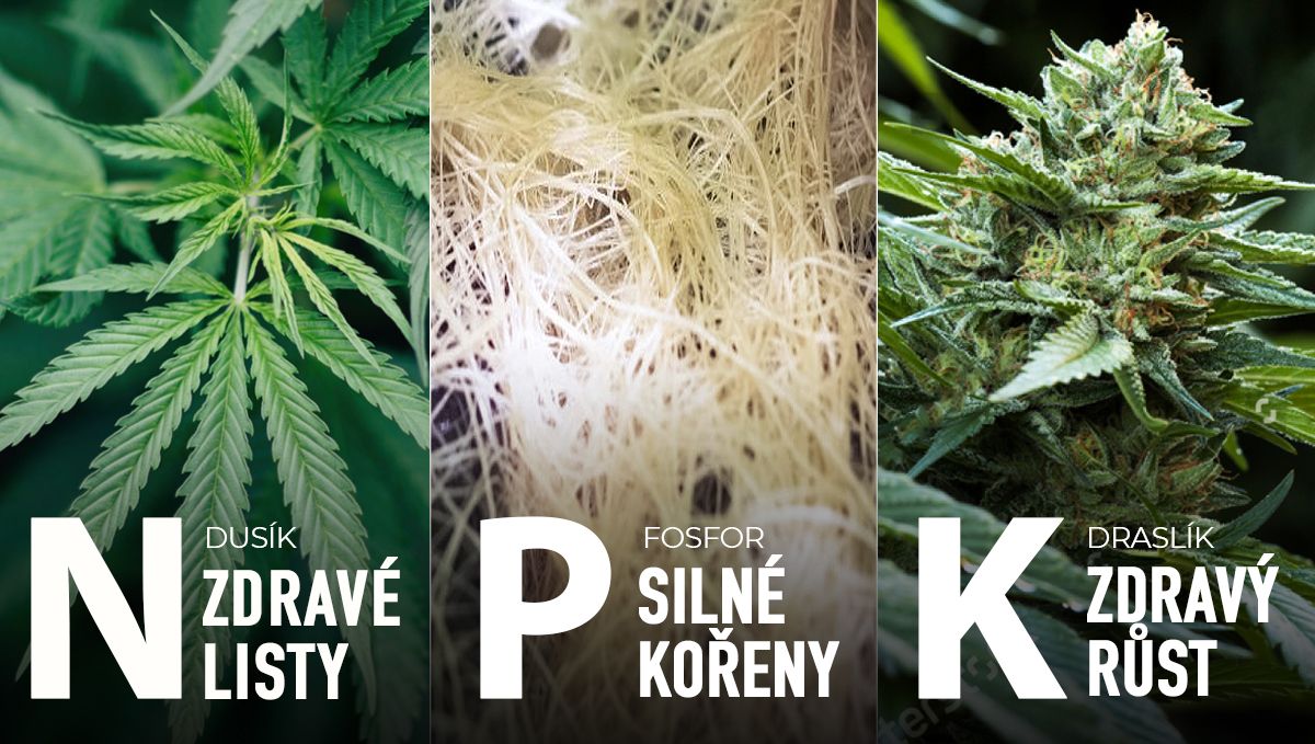 Jak vykrmit své pupeny: NPK