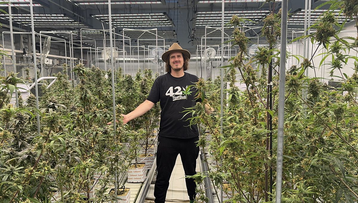 The Potential of Triploid Genetics in Revolutionizing the Cannabis Industry: A Fast Buds employee in a cannabis-cultivation facility The Potential of Triploid Genetics in Revolutionizing the Cannabis Industry: A Fast Buds employee in a cannabis-cultivation facility