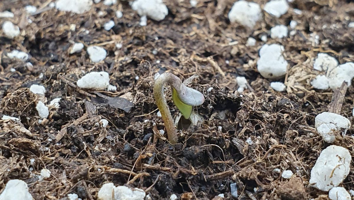 Gorilla Cookies FF cannabis strain: germination and seedling stage | a sprout that has just come up and hasn't straightened itself yet