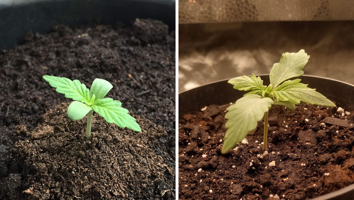 Blueberry Cheese Auto cannabis strain: germination and seedling stage | week 1 | two healthy sprouts in the middle and at the end of the first week Blueberry Cheese Auto cannabis strain: germination and seedling stage | week 1 | two healthy sprouts in the middle and at the end of the first week