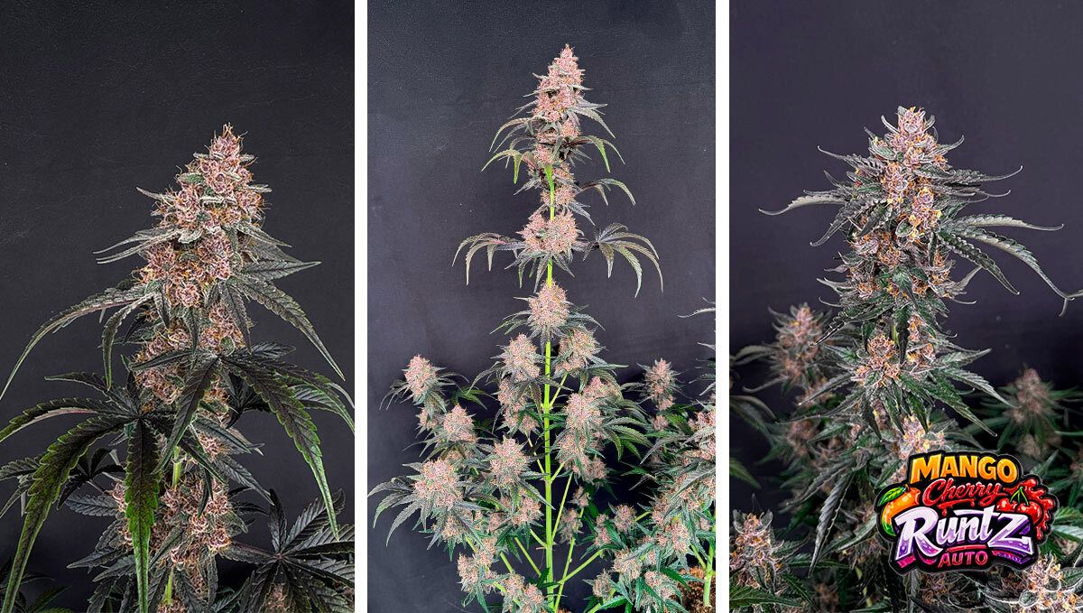 Mango Cherry Cookies Harvest Day