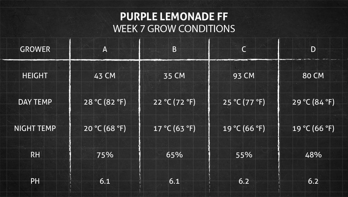 Purple Lemonade FF cannabis strain: week 7 grow conditions Purple Lemonade FF cannabis strain: week 7 grow conditions