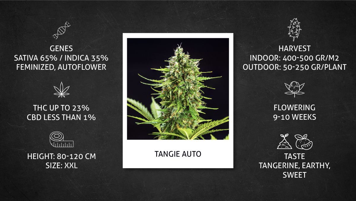 Tangie Auto cannabis strain: specs sheet Tangie Auto cannabis strain: specs sheet