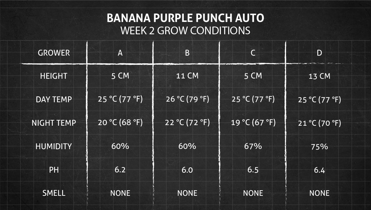 Banana Purple Punch Auto Cannabissorte: Woche 2 Wachstumsbedingungen