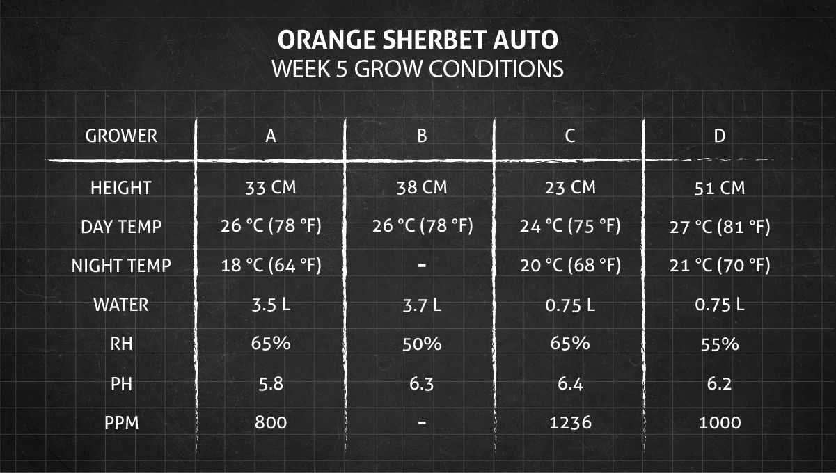 Orange Sherbet Auto Cannabis Strain Week-by-Week Guide: Week 5 grow conditions Orange Sherbet Auto Cannabis Strain Week-by-Week Guide: Week 5 grow conditions