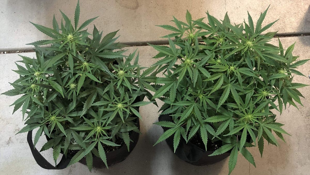 Girl Scout Cookies Auto Cannabis Strain Week-by-Week Guide: A top view of two weed plants grown indoors in grow bags; both have already started to flower in week 6