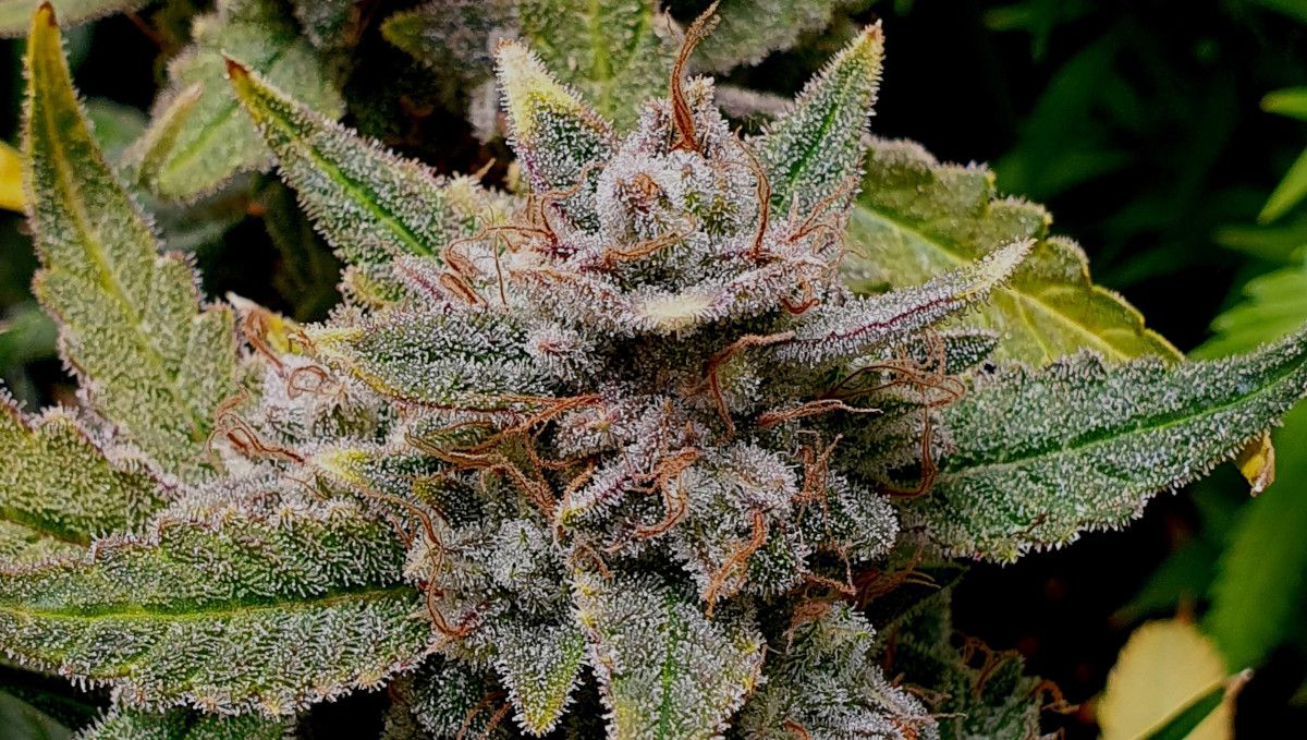 Cherry Cola Auto cannabis strain: ripening and harvest | weeks 10+ | mature bud