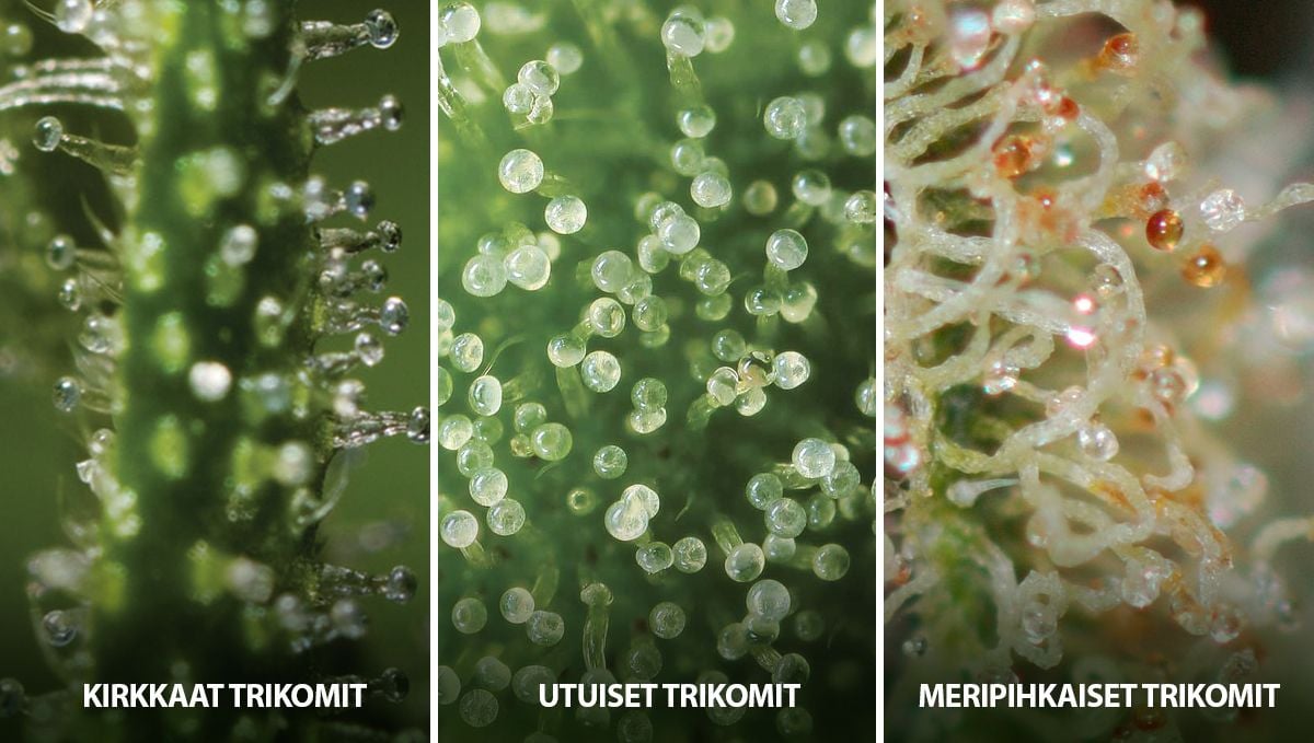 Itsekukkivan kannabiksesi sadonkorjuu: trikomien tila