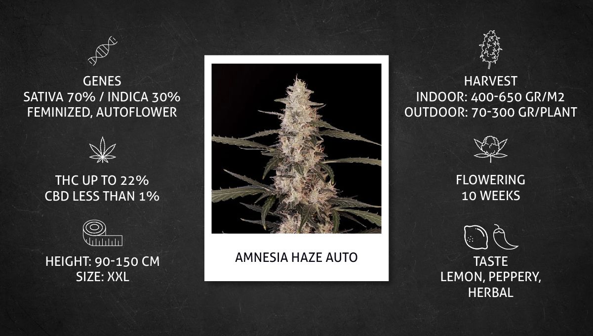 Amnesia Haze Auto cannabis strain: specs sheet Amnesia Haze Auto cannabis strain: specs sheet