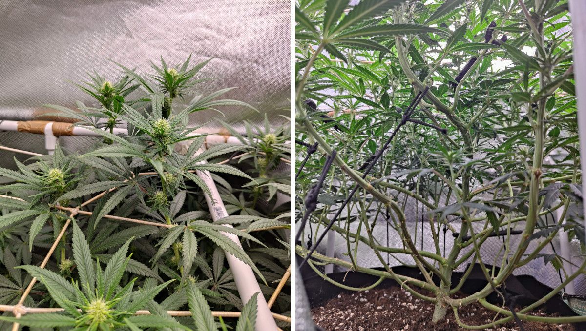 Tropicana Cookies FF cannabis strain: early flower | weeks 8-9 | flowering tops rising above ScrOG and the branches stripped of leaves and bud sites below the net Tropicana Cookies FF cannabis strain: early flower | weeks 8-9 | flowering tops rising above ScrOG and the branches stripped of leaves and bud sites below the net