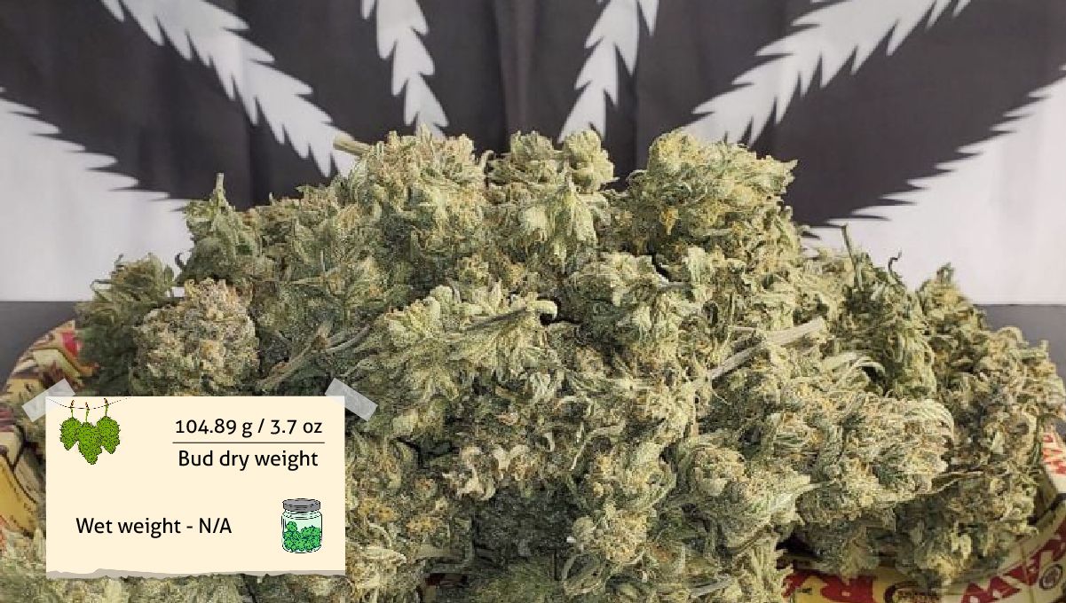 Forbidden Runtz Auto Cannabis Strain Week-by-Week Guide: A heap of dry cannabis buds on a tray with a FastBuds fridge magnet in the foreground Forbidden Runtz Auto Cannabis Strain Week-by-Week Guide: A heap of dry cannabis buds on a tray with a FastBuds fridge magnet in the foreground