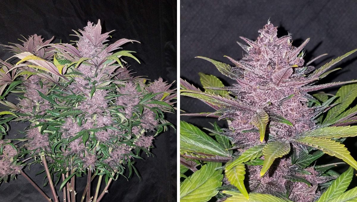 Blackberry Auto cannabis strain: ripening and harvest | weeks 10 | a purple autoflower with many equal-size branches covered by flowers and a closeup of one such bud