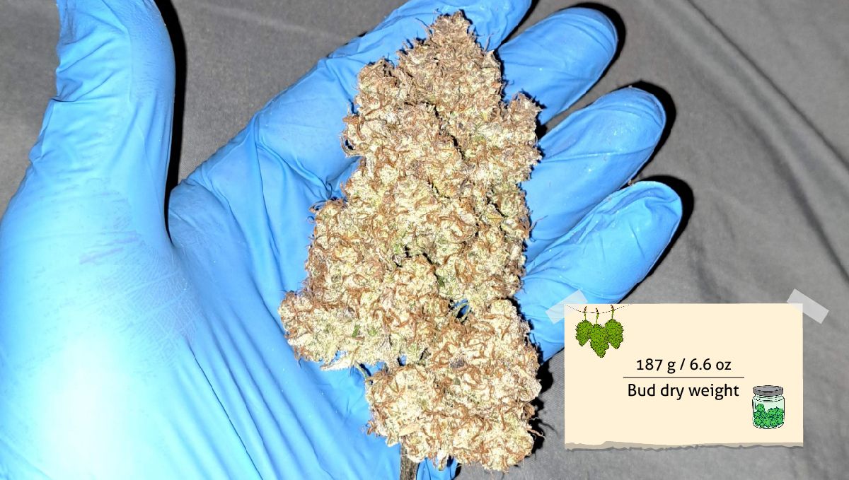 Strawberry Gorilla Auto Cannabissorte: Ertrag | Eine große, getrocknete und fermentierte Autoflower-Knospe Strawberry Gorilla Auto Cannabissorte: Ertrag | Eine große, getrocknete und fermentierte Autoflower-Knospe