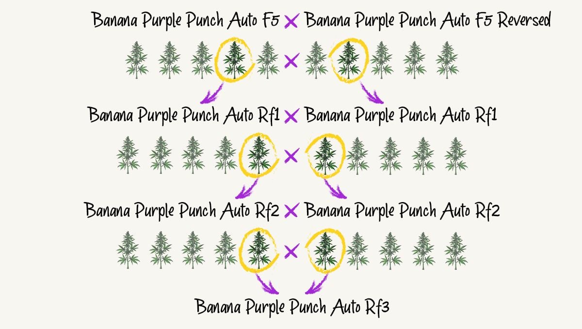 Banana Purple Punch Auto RF3 breeding project