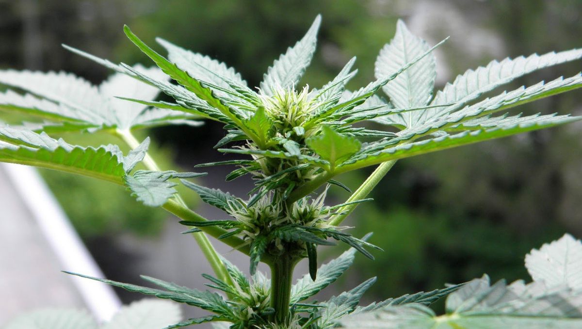 The ultimate guide to growing autoflowering cannabis: Temperature and humidity The ultimate guide to growing autoflowering cannabis: Temperature and humidity