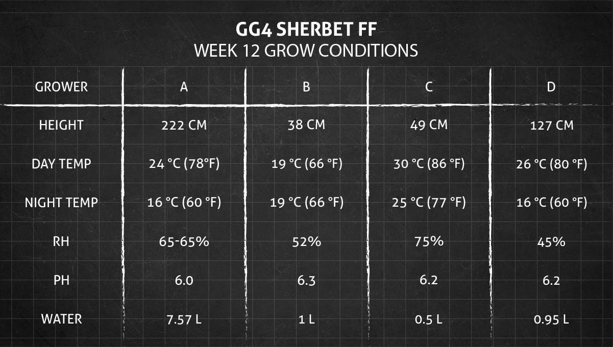 GG4 Sherbet FF cannabis strain: week 12 grow conditions GG4 Sherbet FF cannabis strain: week 12 grow conditions