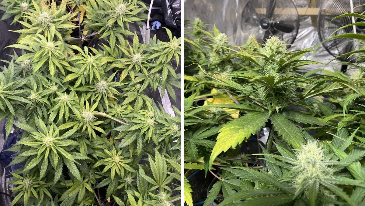 Tangie Auto cannabis strain: early flower | week 7 Tangie Auto cannabis strain: early flower | week 7