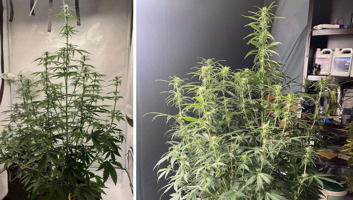 Mimosa Cake Auto cannabis strain: early flower | weeks 6-7 | a side-by-side comparison of two big, bushy, and stretchy indoor plants that are starting to flower