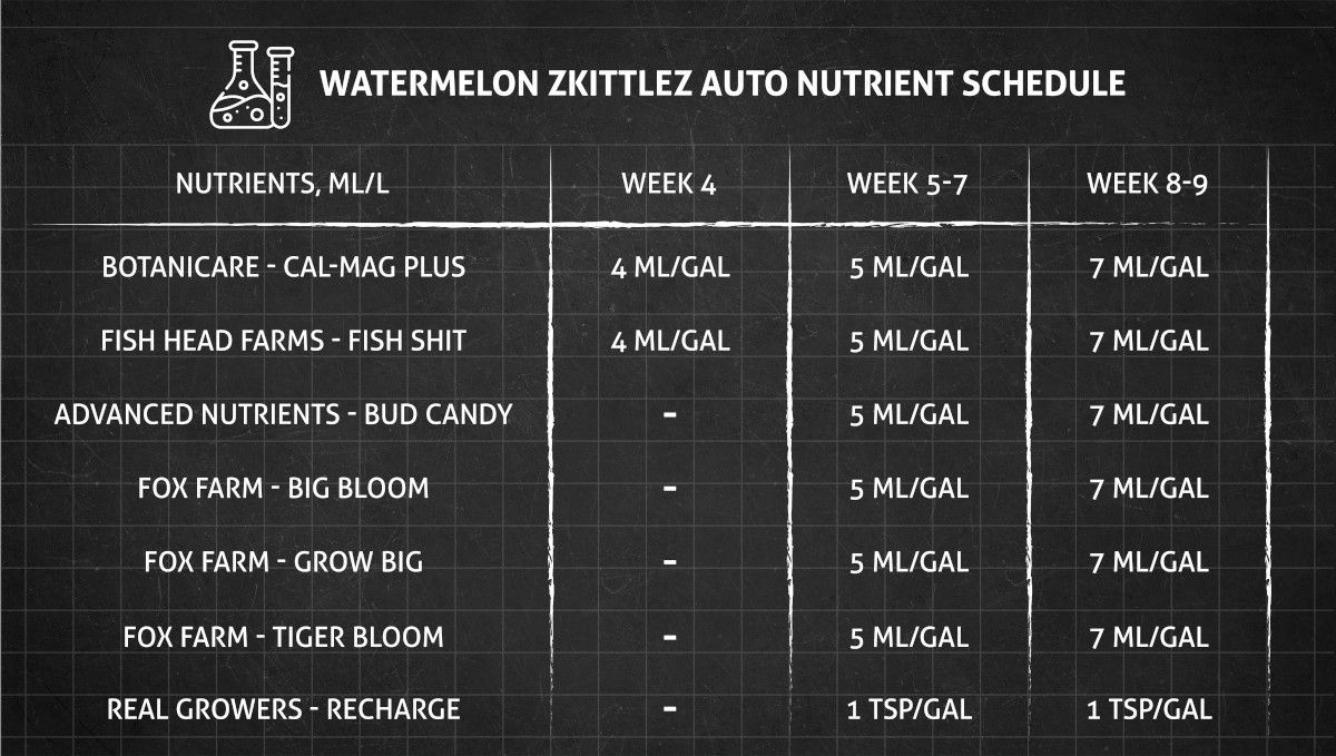Watermelon Z Auto cannabis strain: feeding chart for the vegetative and flowering stage
