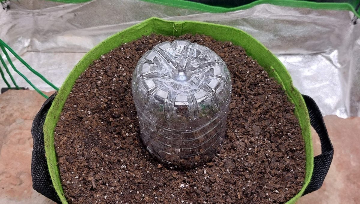Gorilla Punch Auto cannabis strain: germination and seedling stage | week 1 | a grow bag filled with a soil mix and the bottom part of a plastic bottle covering the sprout Gorilla Punch Auto cannabis strain: germination and seedling stage | week 1 | a grow bag filled with a soil mix and the bottom part of a plastic bottle covering the sprout