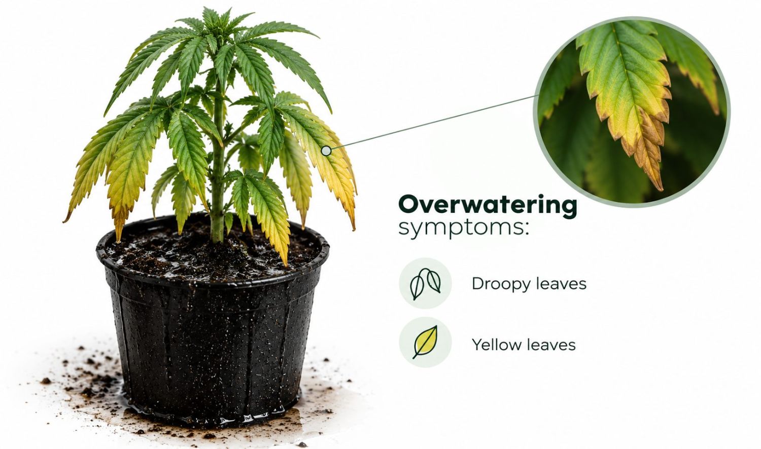 Common cannabis seedling problems: overwatering