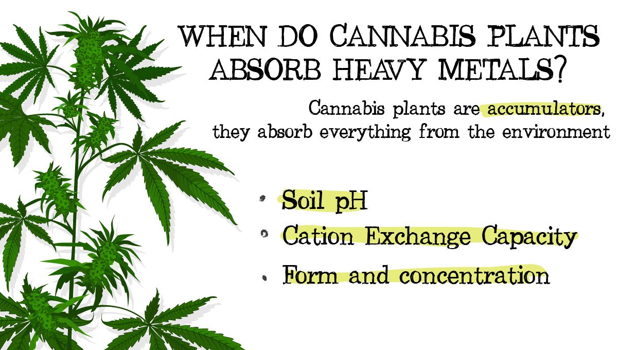 Heavy metals in cannabis: why do plants absorb heavy metals?