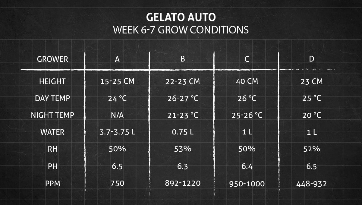 Gelato Auto Cannabis Strain Week-by-Week Guide: Grow conditions in weeks 6-7 Gelato Auto Cannabis Strain Week-by-Week Guide: Grow conditions in weeks 6-7