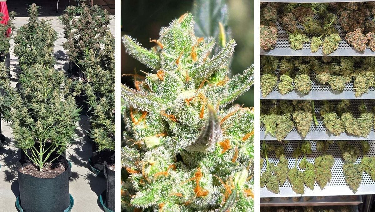 collage.jpg Apricot Auto von Chubbs