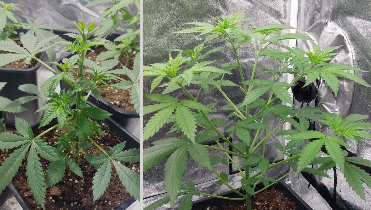 Orange Sherbet FF cannabis strain: mid veg | weeks 3-6 | topped and defoliated