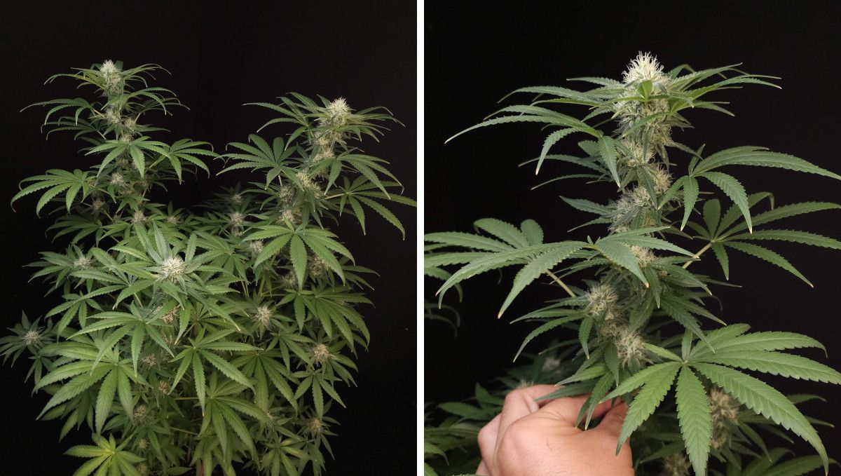 Wedding Cheesecake FF cannabis strain: mid flower (bulk phase) | weeks 10-11 | a grower's hand as he shows off his plant with long immature-looking colas
