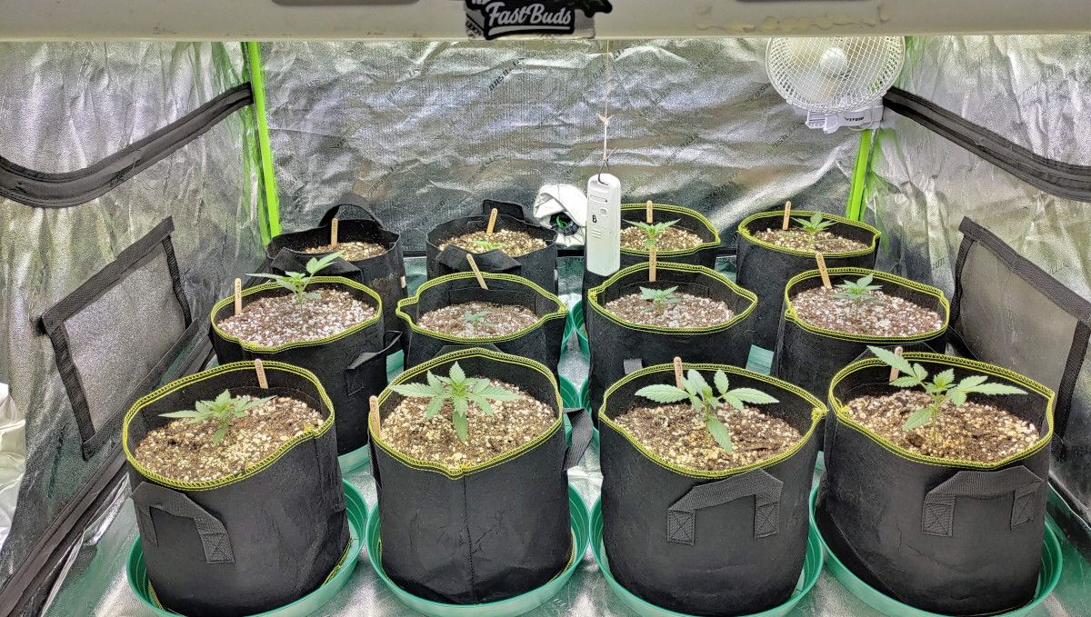 Purple Punch Auto Cannabis Strain Week-by-Week Guide: 12 autoflowers in smart pots growing in a tent under a full-spectrum light
