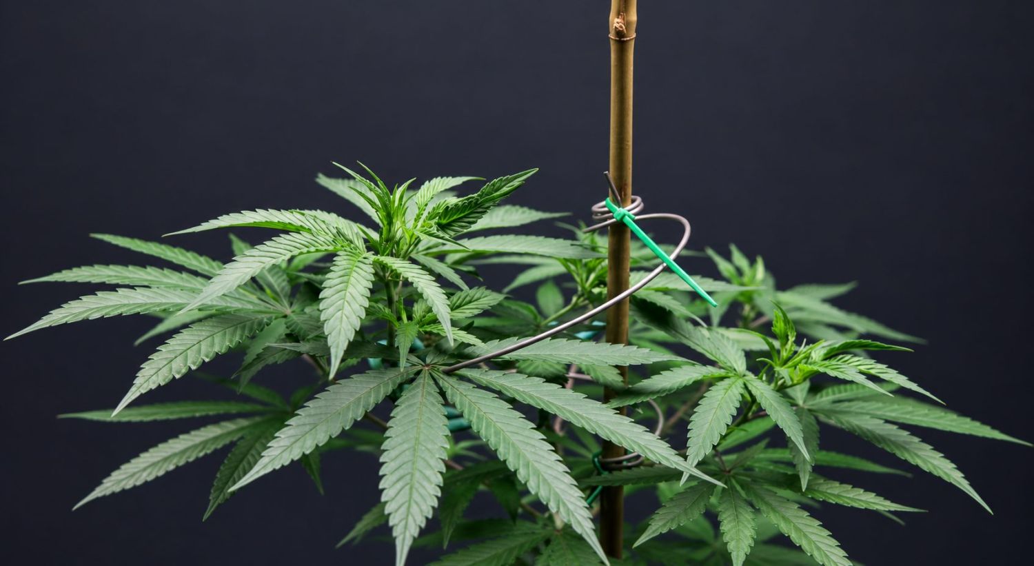 Wie kontrolliert man das Strecken von Cannabispflanzen: Was passiert beim Stretching? Wie kontrolliert man das Strecken von Cannabispflanzen: Was passiert beim Stretching?
