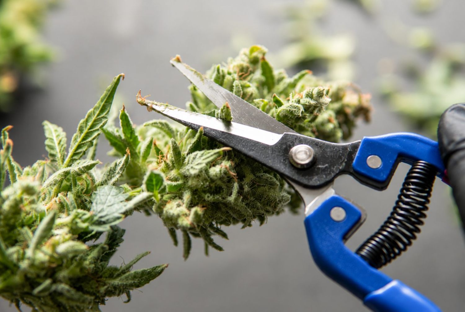 Outdoor cannabis grow in Italy: trimming