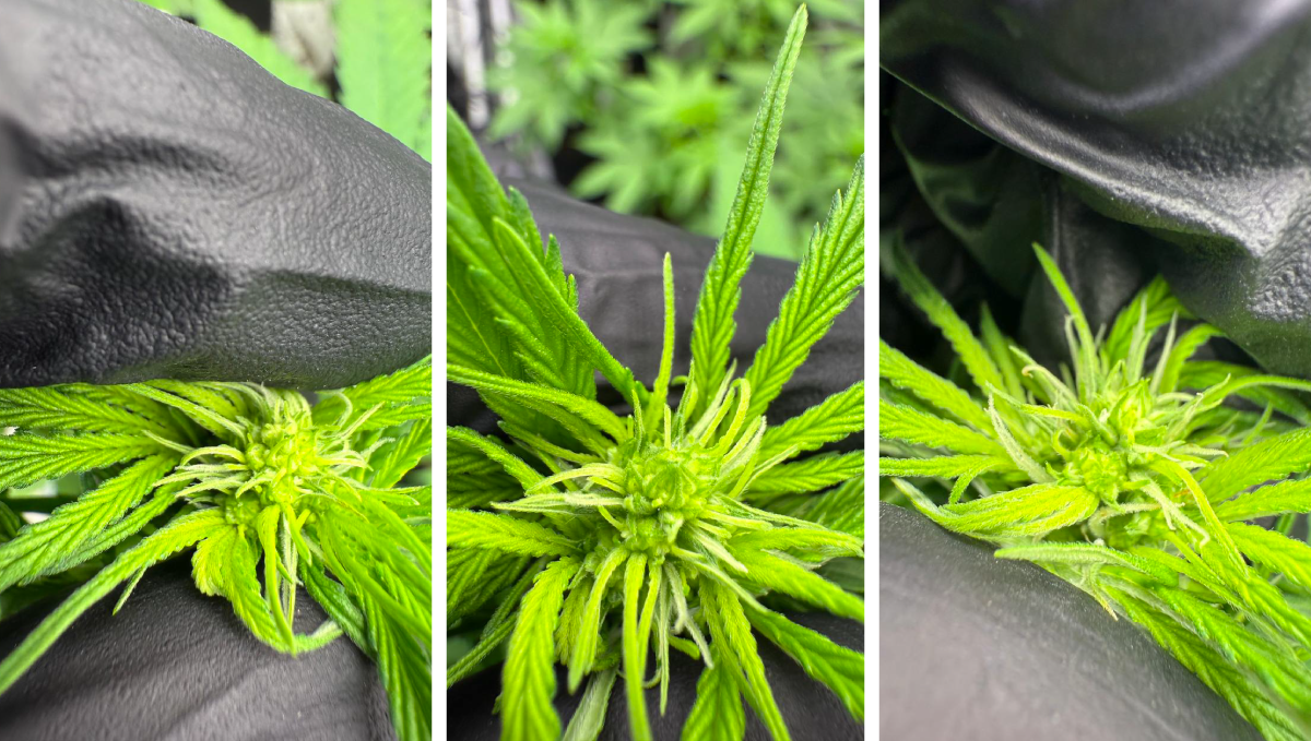 First Signs of Reversal